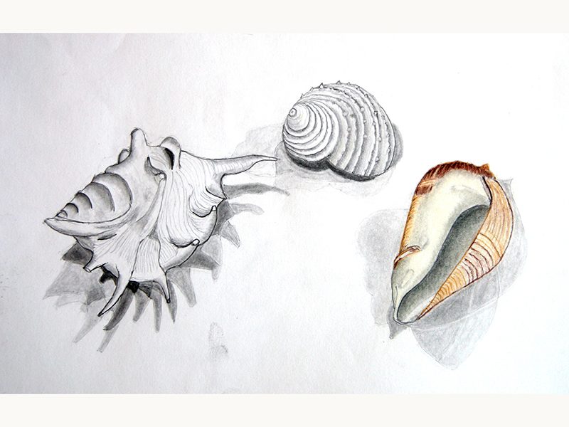 Exposition 2017 – Dessin d’observation : travail d’élève 13