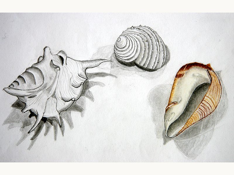 Exposition 2018 – Dessin d&rsquo;Observation : travail d’élève 2