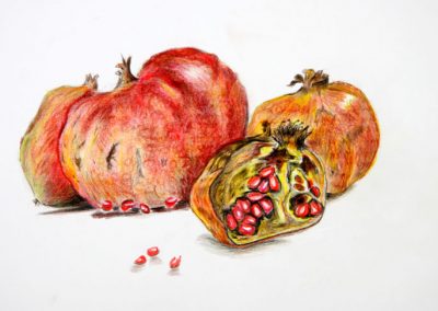 Dessin d’Observation