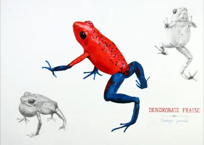 Dessin d’Observation