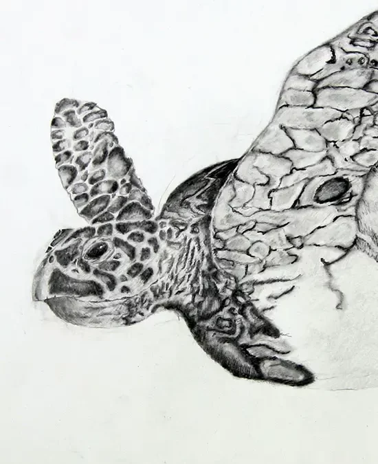 Travail d’élève – cours Dessin d’observation